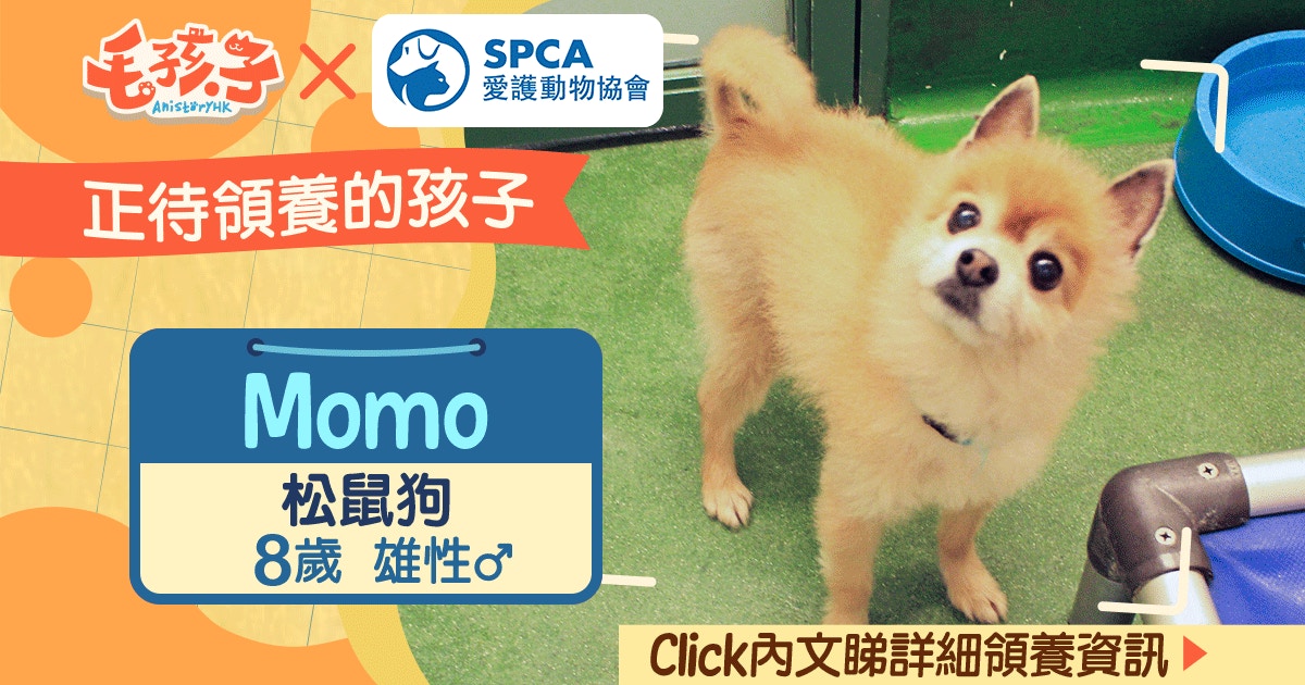 領養消息 愛護動物協會 4月 松鼠狗momo 香港01 寵物