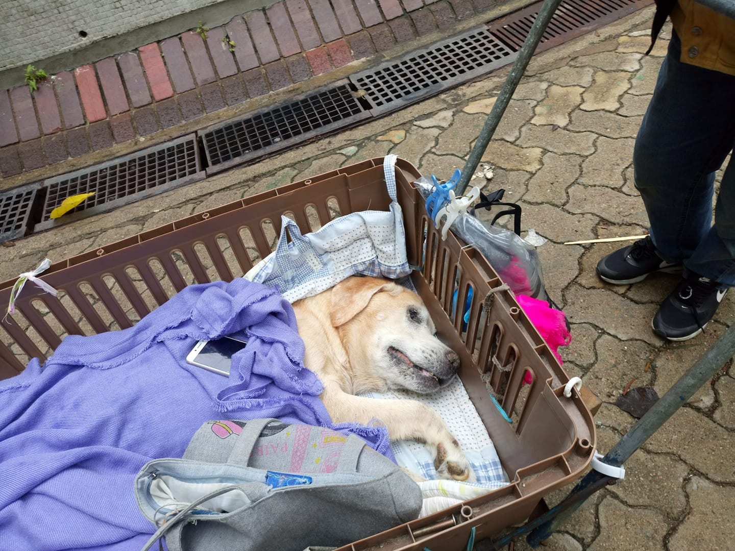 帖文指,狗狗主人推狗狗出外散步已有兩年。(facebook群組「貼地狗狗鎮」圖片)