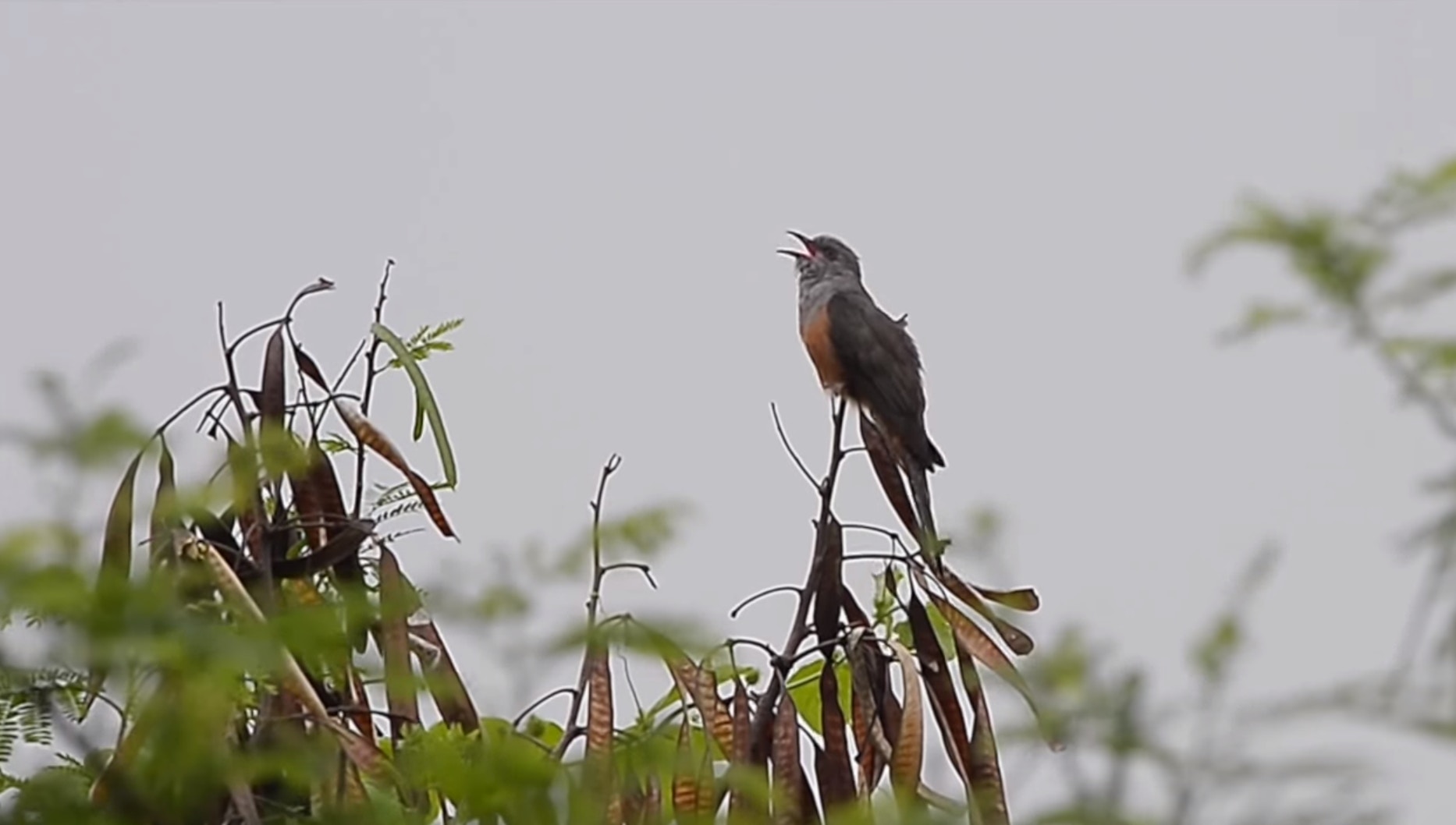 網民發現該鳥可能是八聲杜鵑。(「香港野生雀鳥系列」YouTube影片截圖)