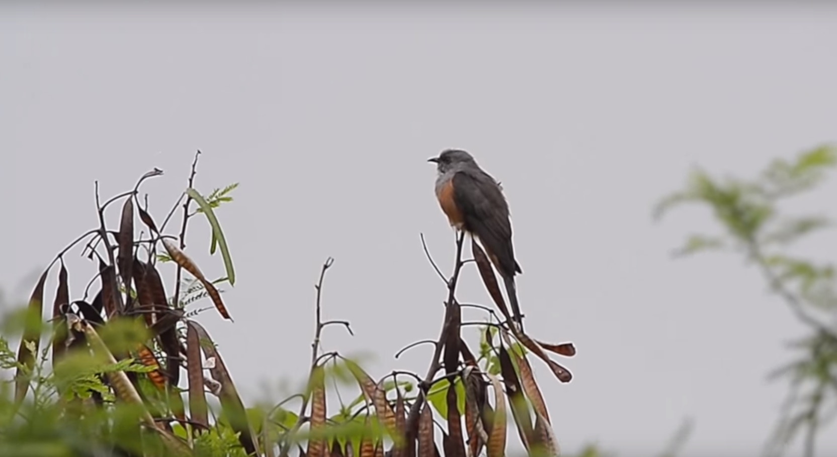網民發現該鳥為八聲杜鵑。(「香港野生雀鳥系列」YouTube影片截圖)