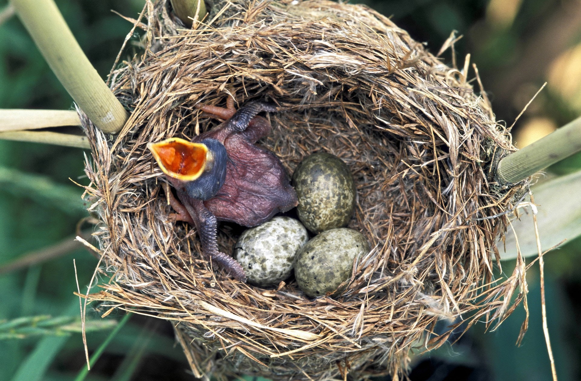 杜鵑是香港的常見鳥類。(視覺中國)