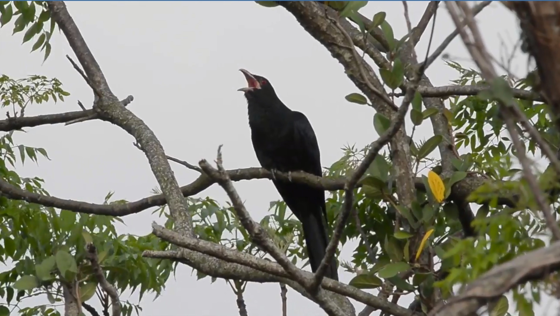 香港觀鳥會估計網民遇到的鳥是噪鵑,並建議市民可以錄下雀鳥叫聲予會方,以幫忙識別。(「香港野生雀鳥系列」YouTube影片截圖)