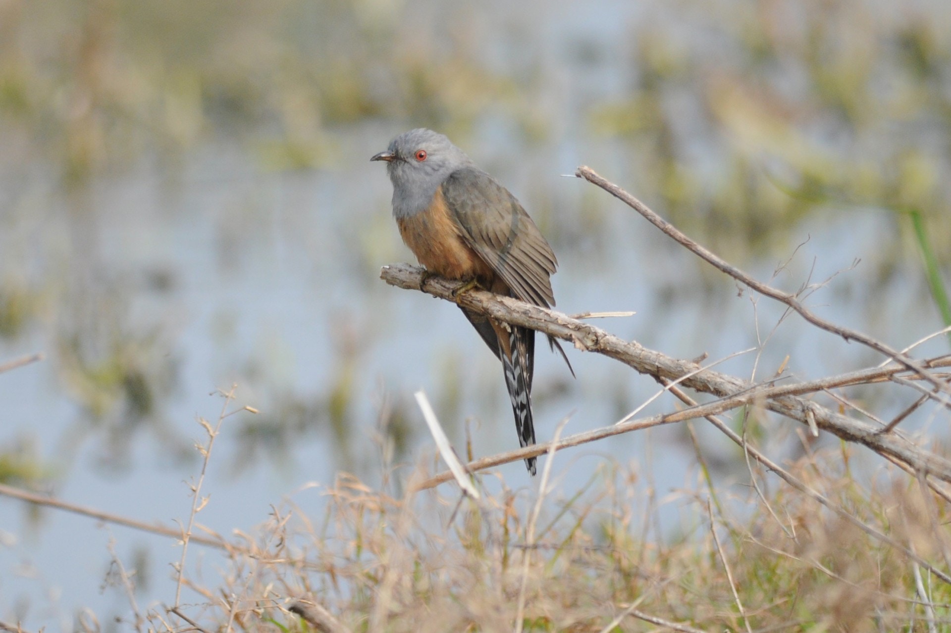 八聲杜鵑會在香港有樹林的地方出現。(香港觀鳥會/ Ivan Tse )