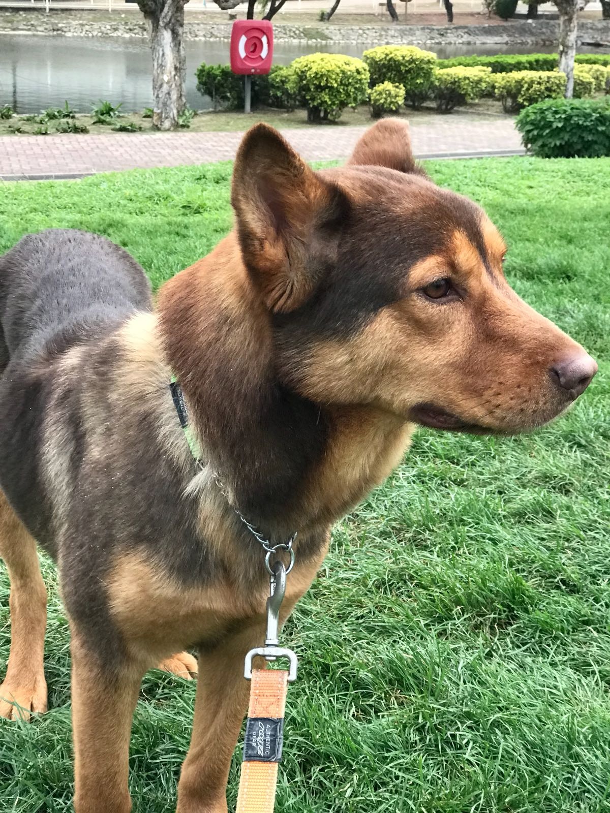 王小姐指,唐狗『大熊』相當怕人,故地政總署人員未經同意下進入廚房,嚇到愛犬令其跑出村屋,導致走失。(受訪者提供)