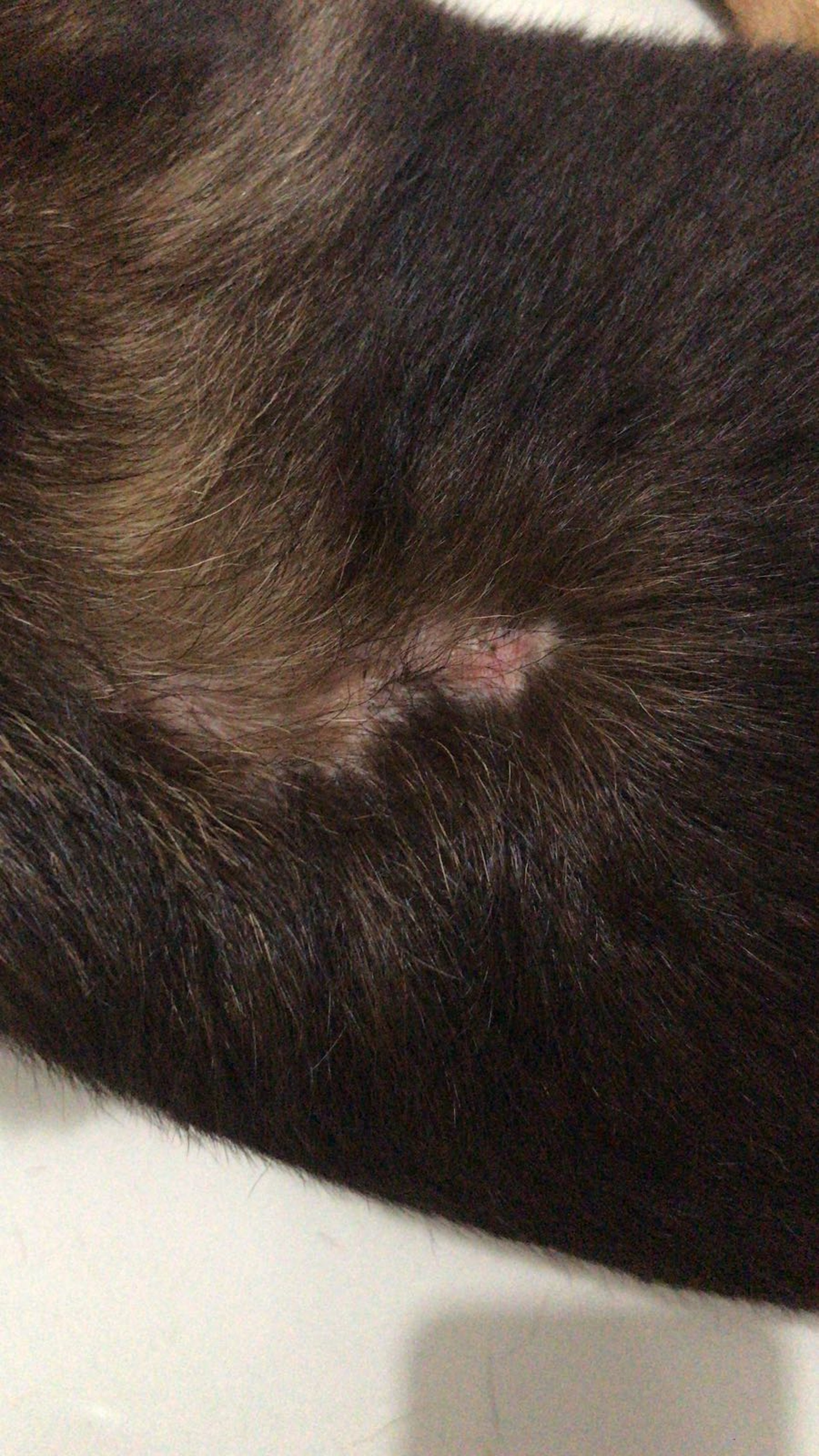 『大熊』在外流浪一日被尋回後,身上出現疑被樹枝刮到的傷痕。(受訪者提供)