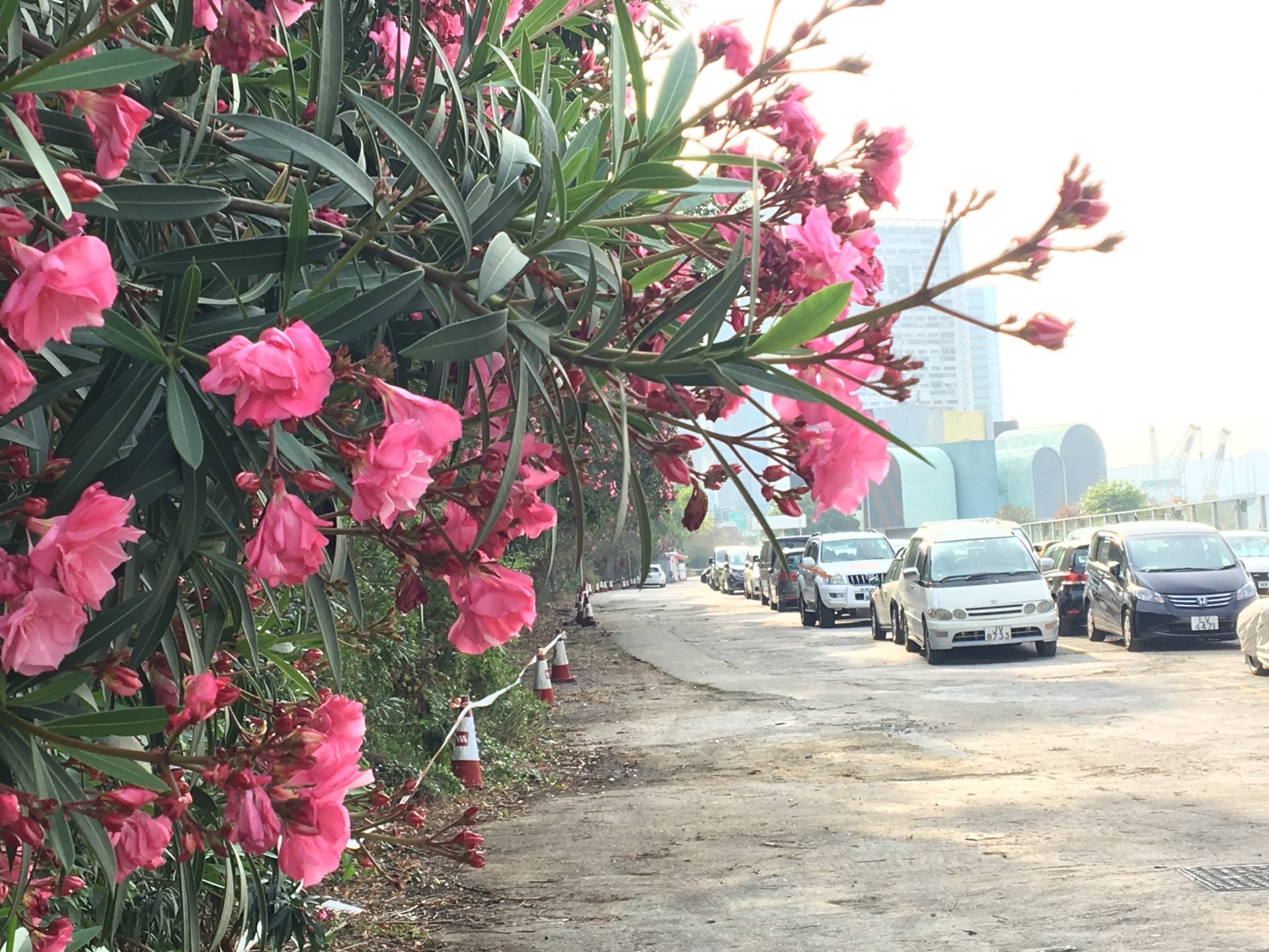 有毒植物圖鑑 到公園和郊外勿手多多夾竹桃 白千層都有毒 香港01 親子