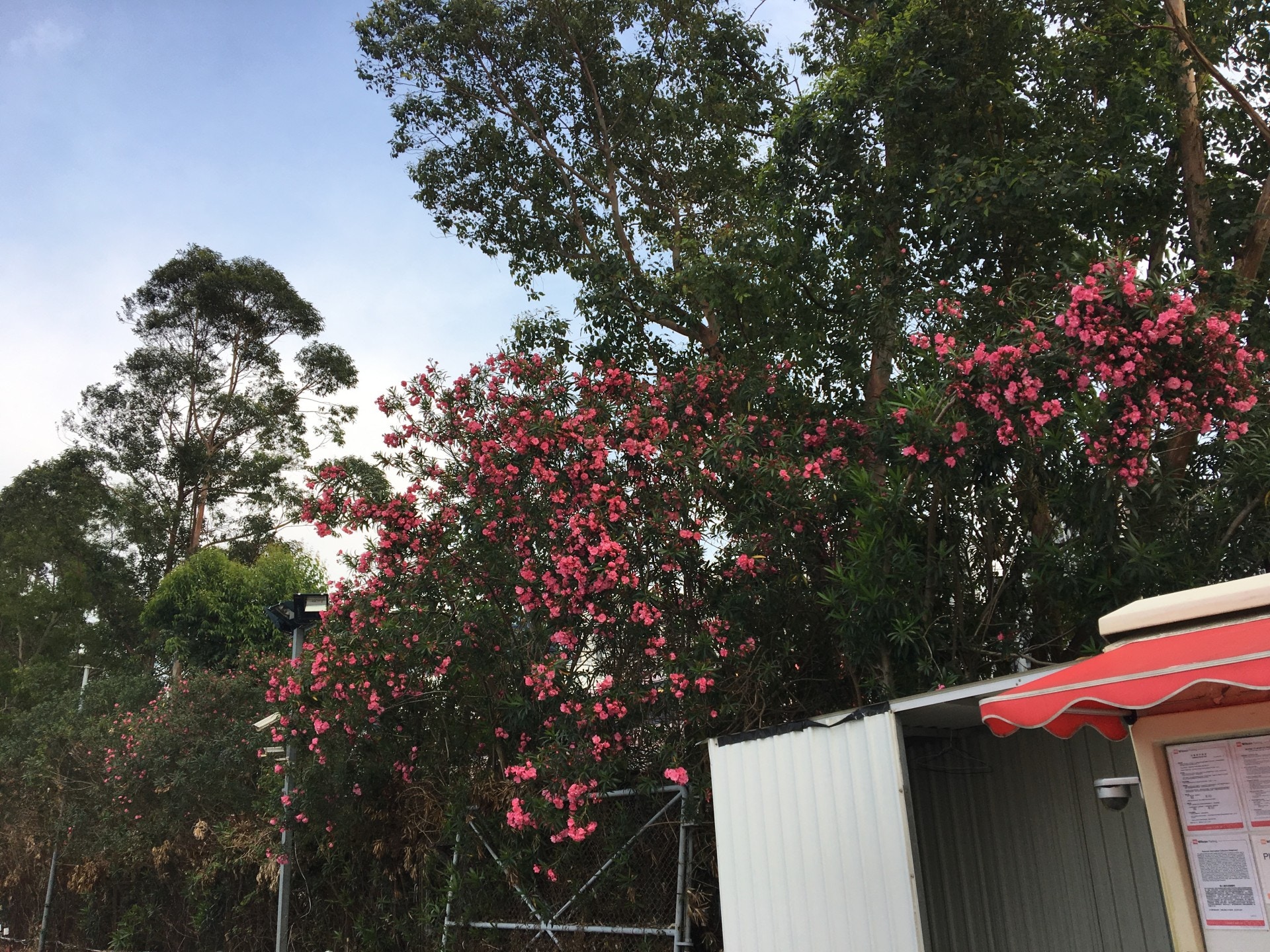 有毒植物圖鑑 到公園和郊外勿手多多夾竹桃 白千層都有毒