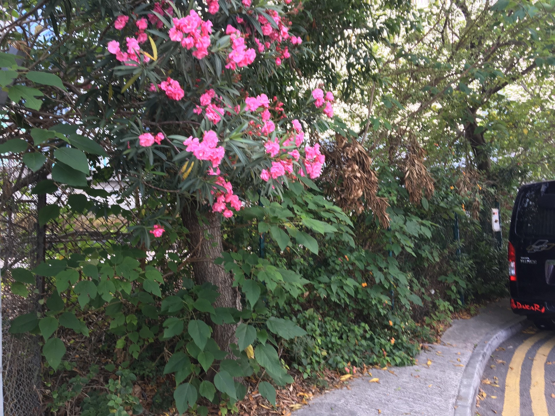 有毒植物圖鑑 到公園和郊外勿手多多夾竹桃 白千層都有毒