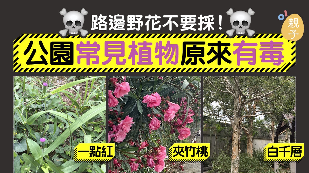 有毒植物圖鑑 到公園和郊外勿手多多夾竹桃 白千層都有毒 香港01 親子