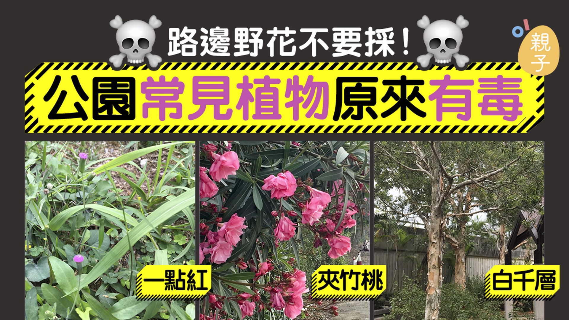 有毒植物圖鑑 到公園和郊外勿手多多夾竹桃 白千層都有毒 香港01 親子 有毒植物圖鑑 到公園和郊外勿手多多夾竹桃 白千層都有毒 香港01 親子