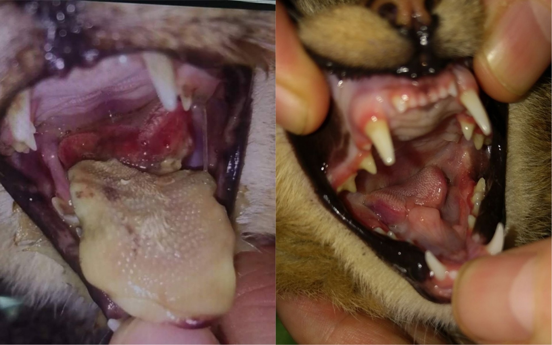 小冰受傷後,大部分舌頭斷掉,連水也飲不了。(受訪者提供)