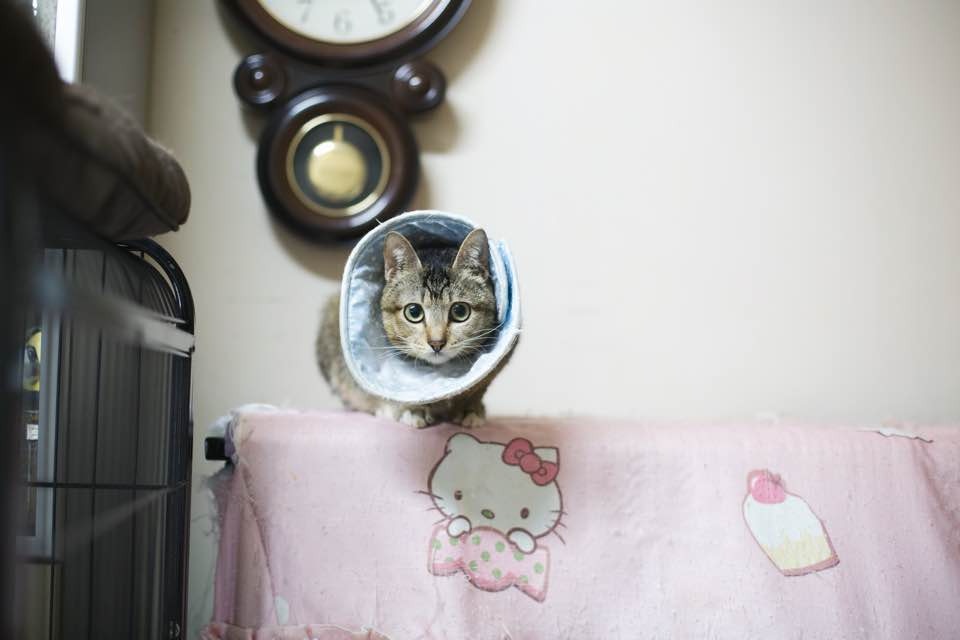 義工指,小冰生命力頑強,斷舌後仍努力康復,現大致痊癒。(沈敏怡攝)