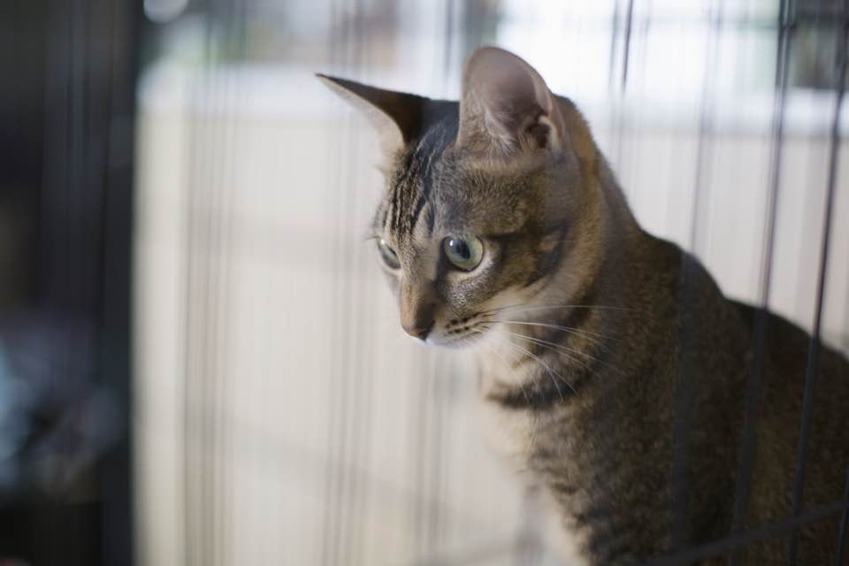 麥志豪認為,入罪率偏低不能完全怪責警方,同時政府及民眾漠視動物受虐的行為,也是主因。(沈敏怡攝)