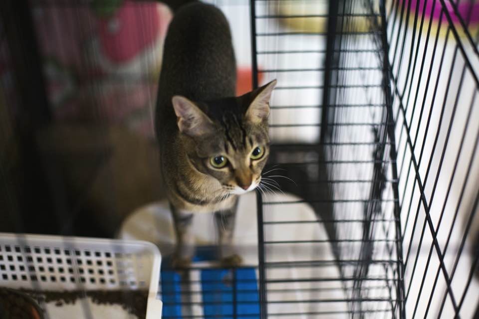 虐畜的定義不合時宜,令不少不人道對待動物的行為不受規管。(沈敏怡攝)