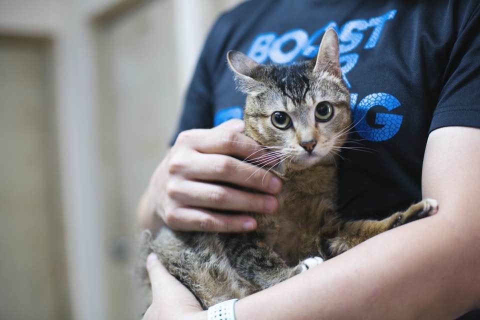 除虐畜定義,麥志豪認為法官判刑量刑過低,亦不利法例保護動物的原意,缺乏阻嚇性。(沈敏怡攝)