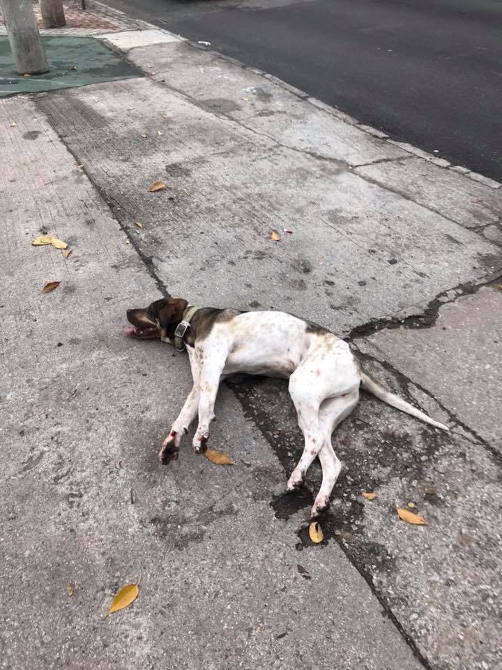 現時道路交通條例只規定駕駛者需報告撞例動物,但未有明文指出撞死動物需負刑責。(網上圖片)