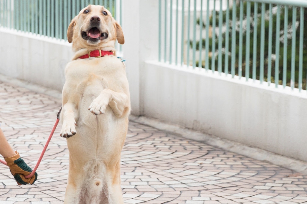 現時只有走失狗隻方有例可訴,其他動物則沒有。(資料圖片)
