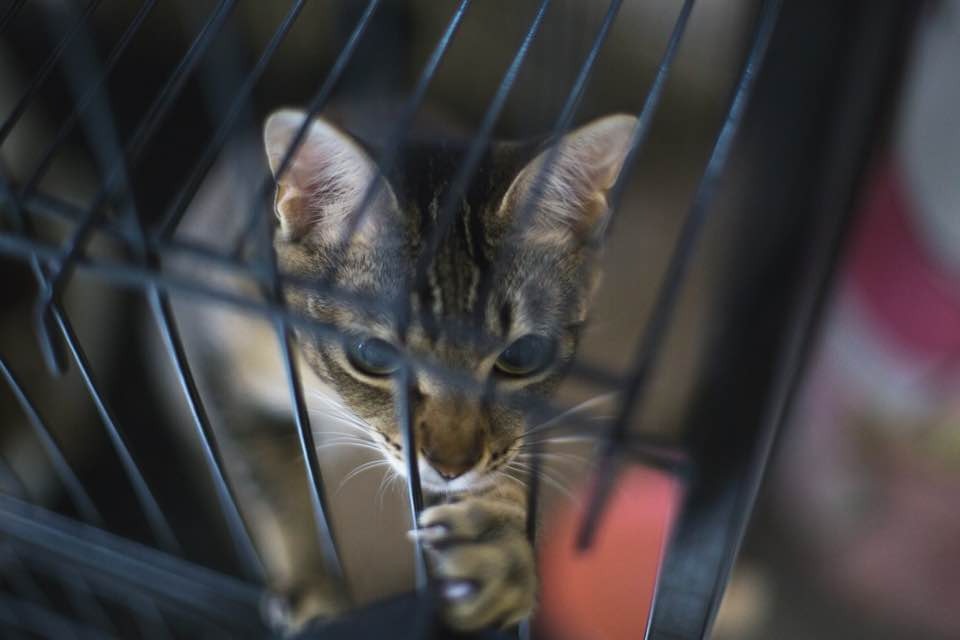 虐畜案頻生,但警方數字以外,還有更多未被紀錄的受害者。(沈敏怡攝)