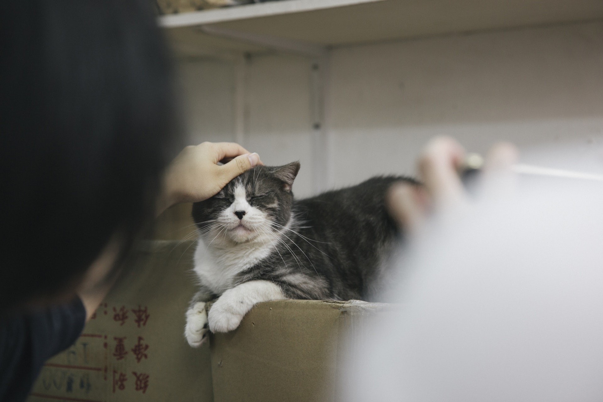 不少人視動物為子女,情感過份依賴有何隱憂?