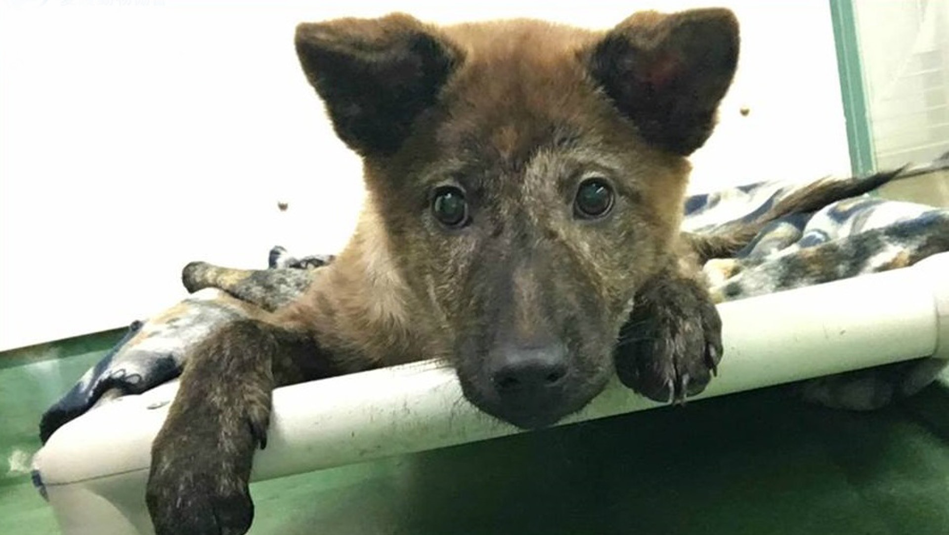 有網民目睹狗狗在愛協被遺棄,感到傷心。(非涉事狗隻,愛協圖片)