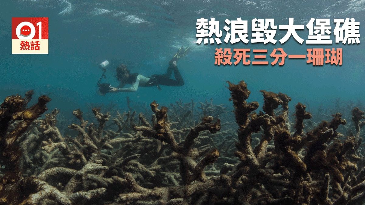 澳洲熱浪摧毀大堡礁三分一珊瑚白化研究指未來50年成關鍵 香港01 熱爆話題