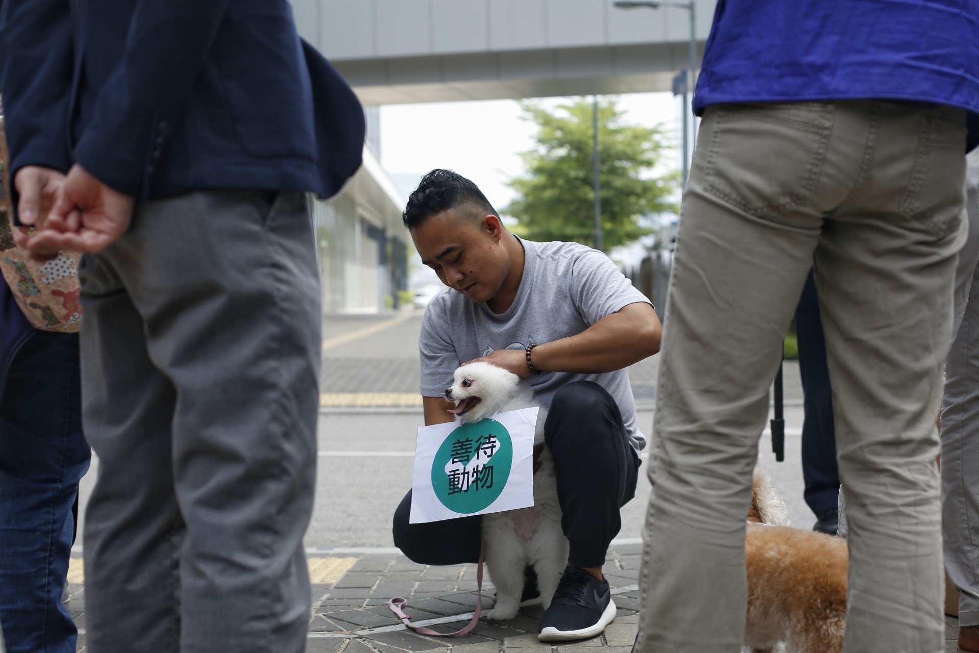 關注動物權益團體今日(22日)於政總門外請願,有狗隻掛上「拒絕傷害」、「停止虐待」、「善待動物」等保護動物相關標語。(張浩維攝)