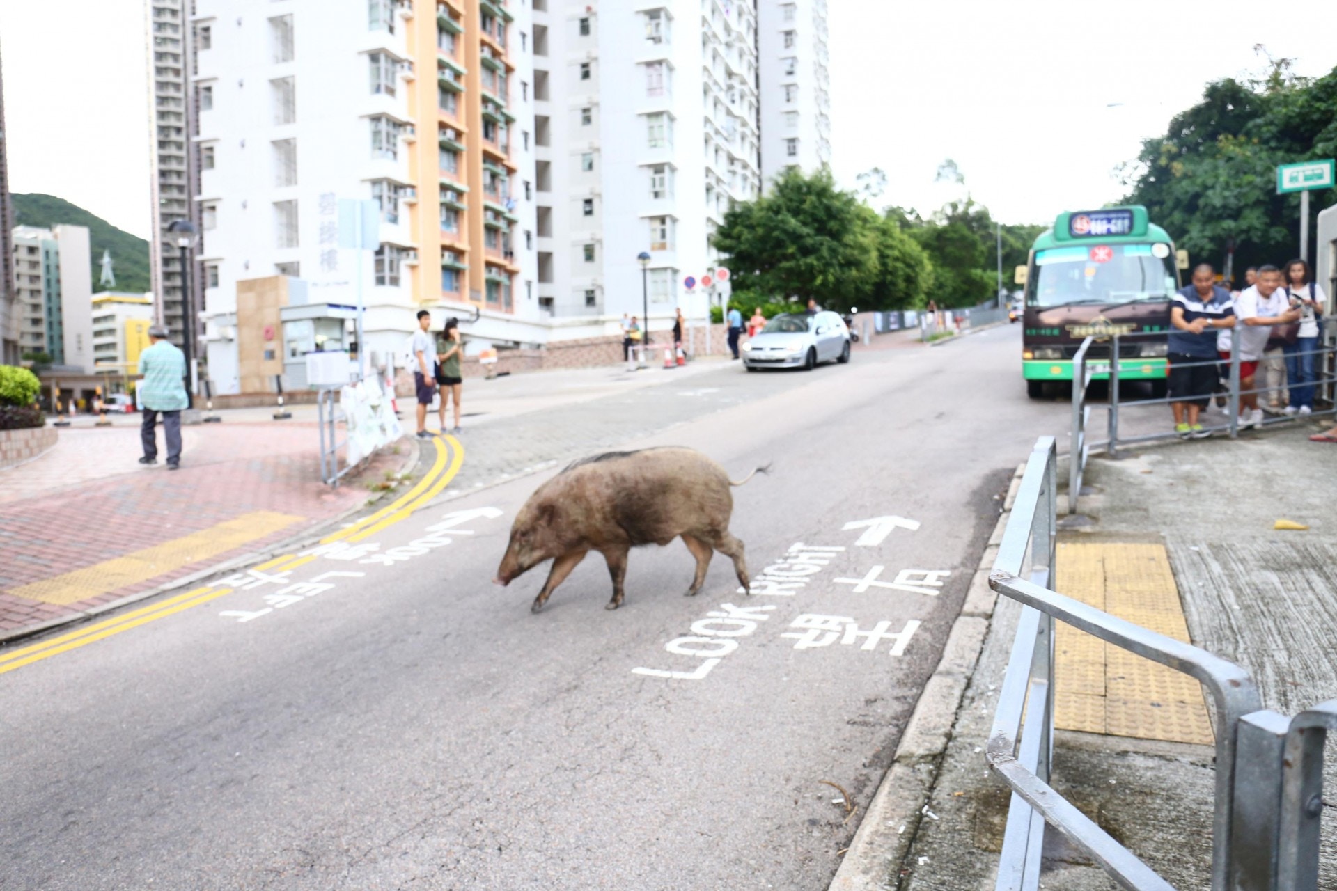 杜主任指野豬跑動速度很快,突破衝出路面時,的確難以閃避,但也不能將交通意外的責任歸咎在他們身上。(資料圖片)