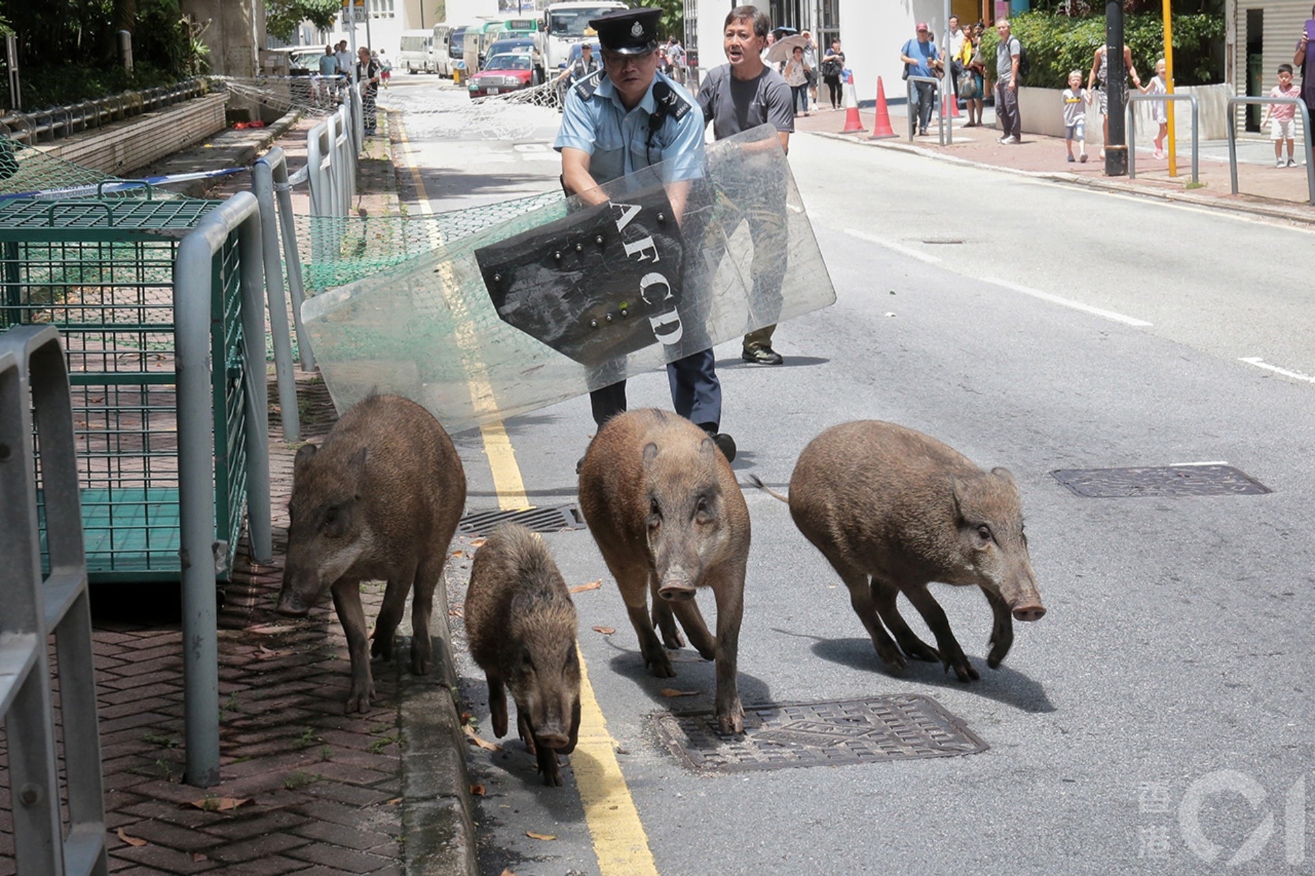 香港野豬關注組呼籲市民看見野豬時,不要主動靠近牠們,亦不要推嚇牠們,一般牠們也不會坍動攻擊人類。(資料圖片)