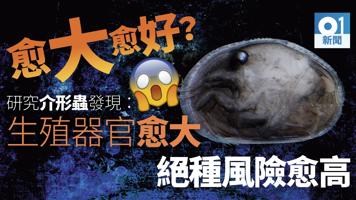 美國科學家研究介形蟲 指動物雄性生殖器官愈大 絕種風險愈高 美國科學家研究介形蟲 指動物雄性生殖器官愈大 絕種風險愈高