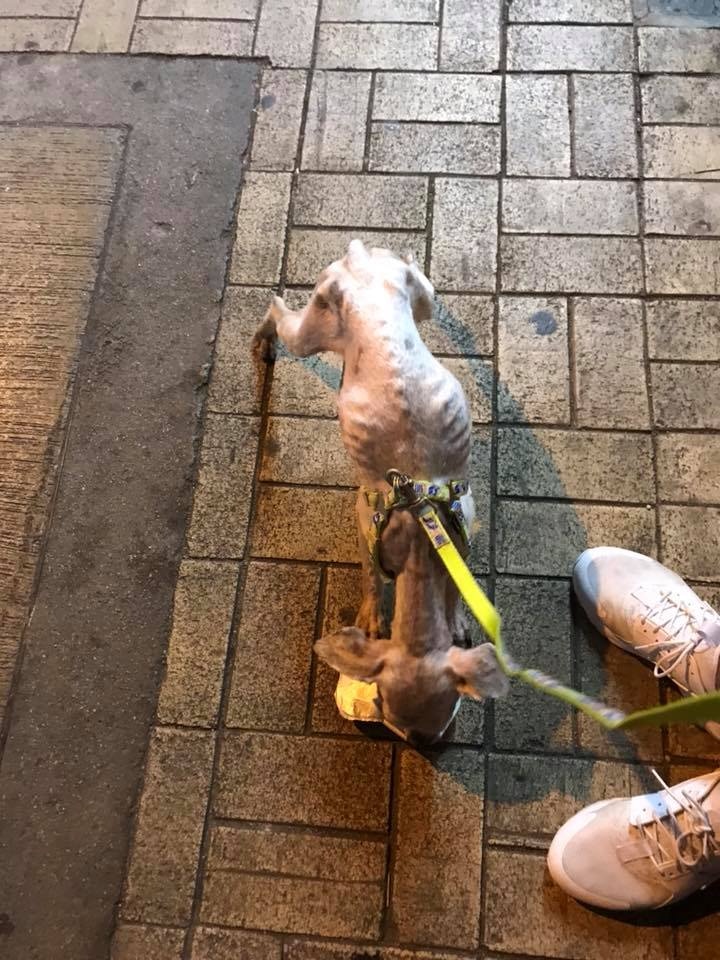 有市民在粉嶺撿獲一隻瘦弱的史納莎。(Kaying Poon@facebook)