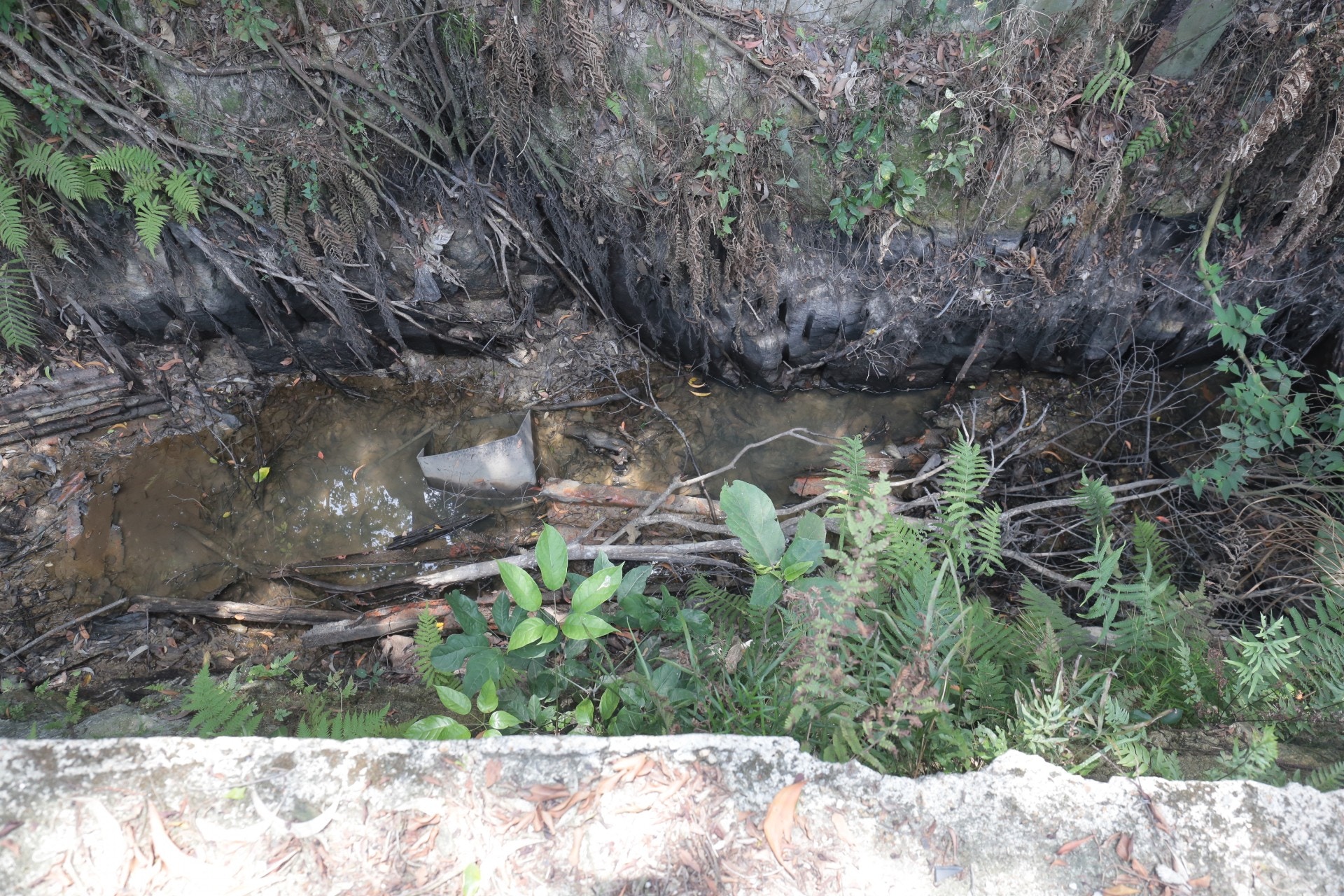 狗狗伏屍溪澗。(梁銘康攝)