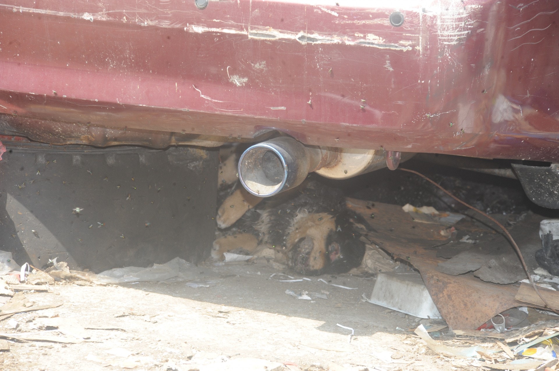 狗狗伏屍車底。