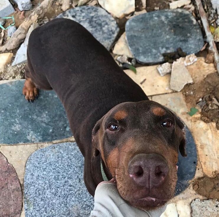 Dorset初到HKDR時,身型比較「圓潤」。(受訪者提供)