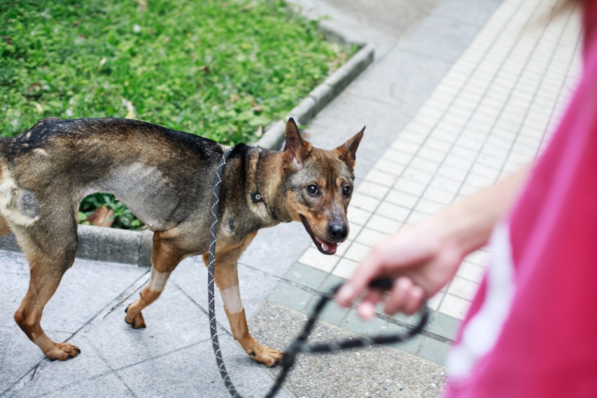 咖啡妹被虐救出一年後,因為分離焦慮症嚴重,仍然未可領養。(資料圖片)