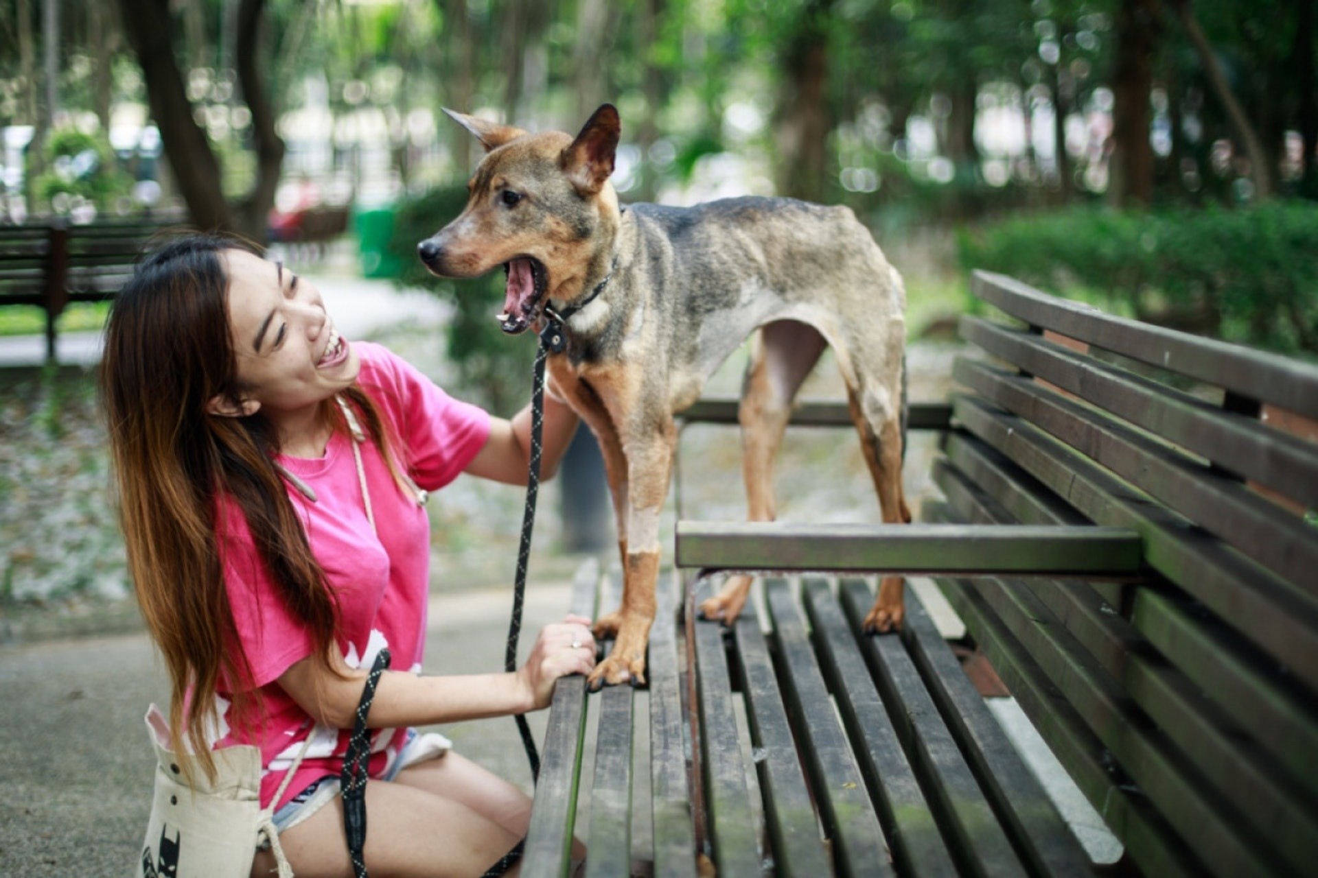 Iris帶牠到獸醫處求診,發現體重暴跌4成,只有8.8KG,「領養了10個月,咖啡妹瘦到只有一排骨,脊骨突起,丁點肉也沒有,就連流浪狗也比牠肥。 」(資料圖片)