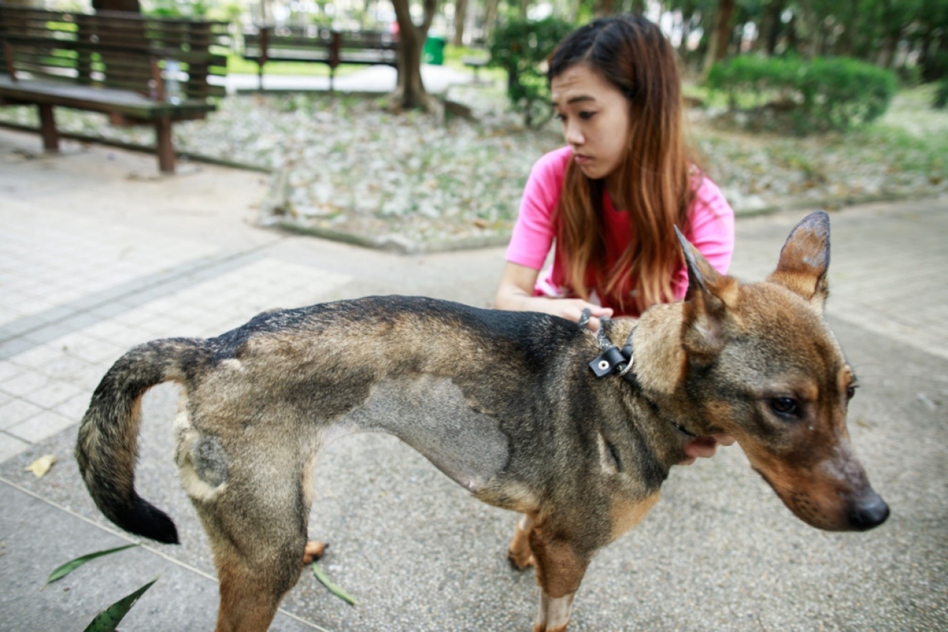 咖啡妹檢查身體時發現胃部有數片膠片和垃圾,「牠餓到連藥丸也不放過,送到嘴邊就瘋狂嚼碎,把藥丸當成零食。」Iris形容當時咖啡妹的餓況「很恐怖」,「我第一次見餓成這樣的狗。即使是流浪狗,也能在垃圾桶找食物,更何況咖啡妹是有人養的。」(資料圖片)