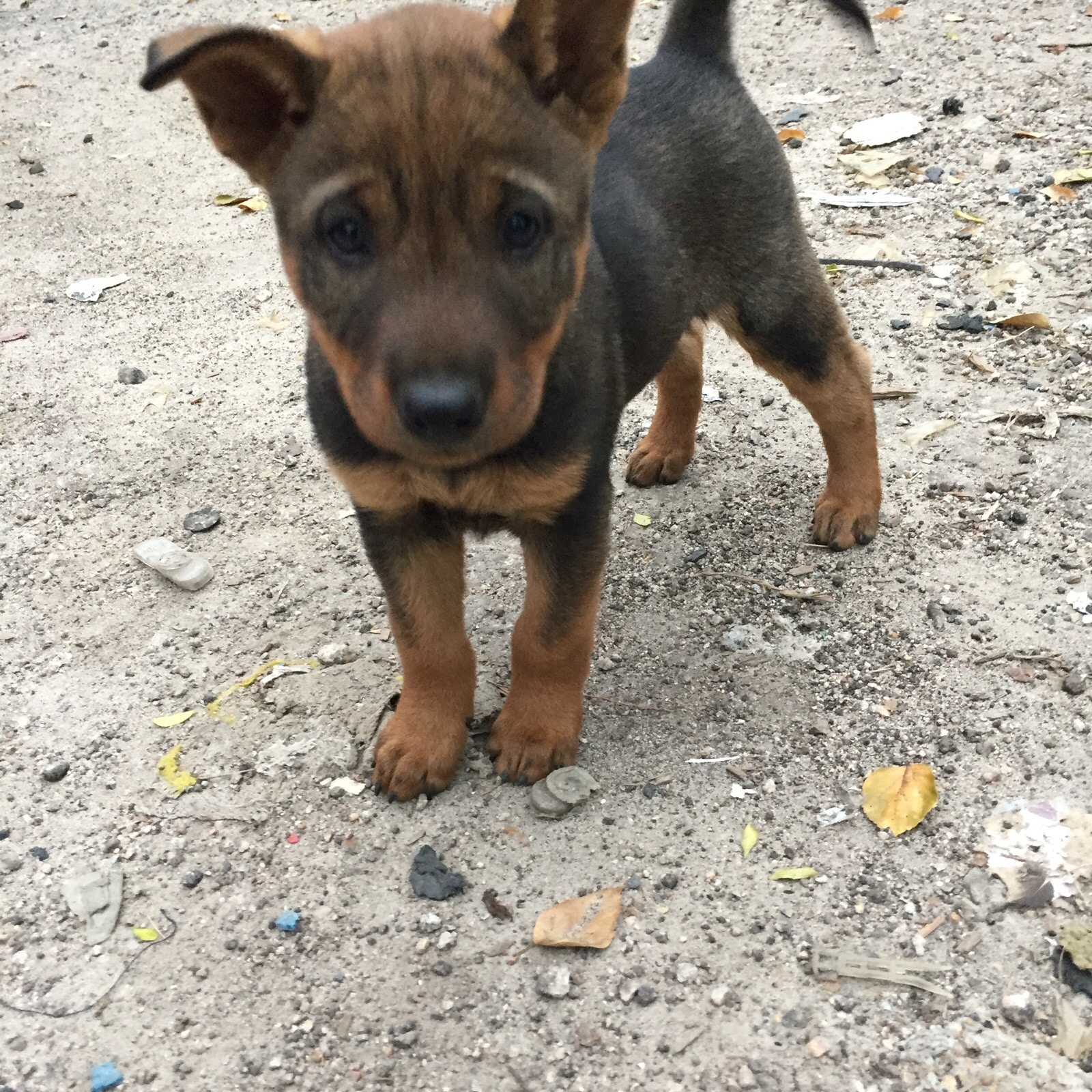 香港愛護動物協會副總監、檢核部主管麥明樂先生指,當時咖啡妹接受愛協獸醫檢查,但其暴瘦的情況明顯,加上其他身體狀況,有理由相信是長期照顧不佳所導致,亦有足夠證據證明是人為因素導致狗隻遭受不必要痛苦,屬嚴重虐畜行為。(受訪者提供)
