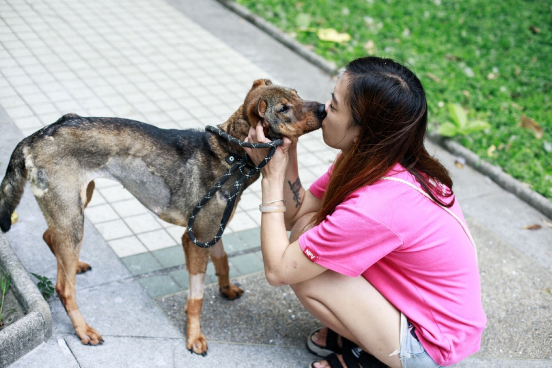 由於長期臥床不起,咖啡妹身上長出很多壓力瘡,「狗多數只有腳底會長壓力瘡,因為長期走路的原因,但竟然在身上也發現,相信已經無法站立一段時間。」(資料圖片)
