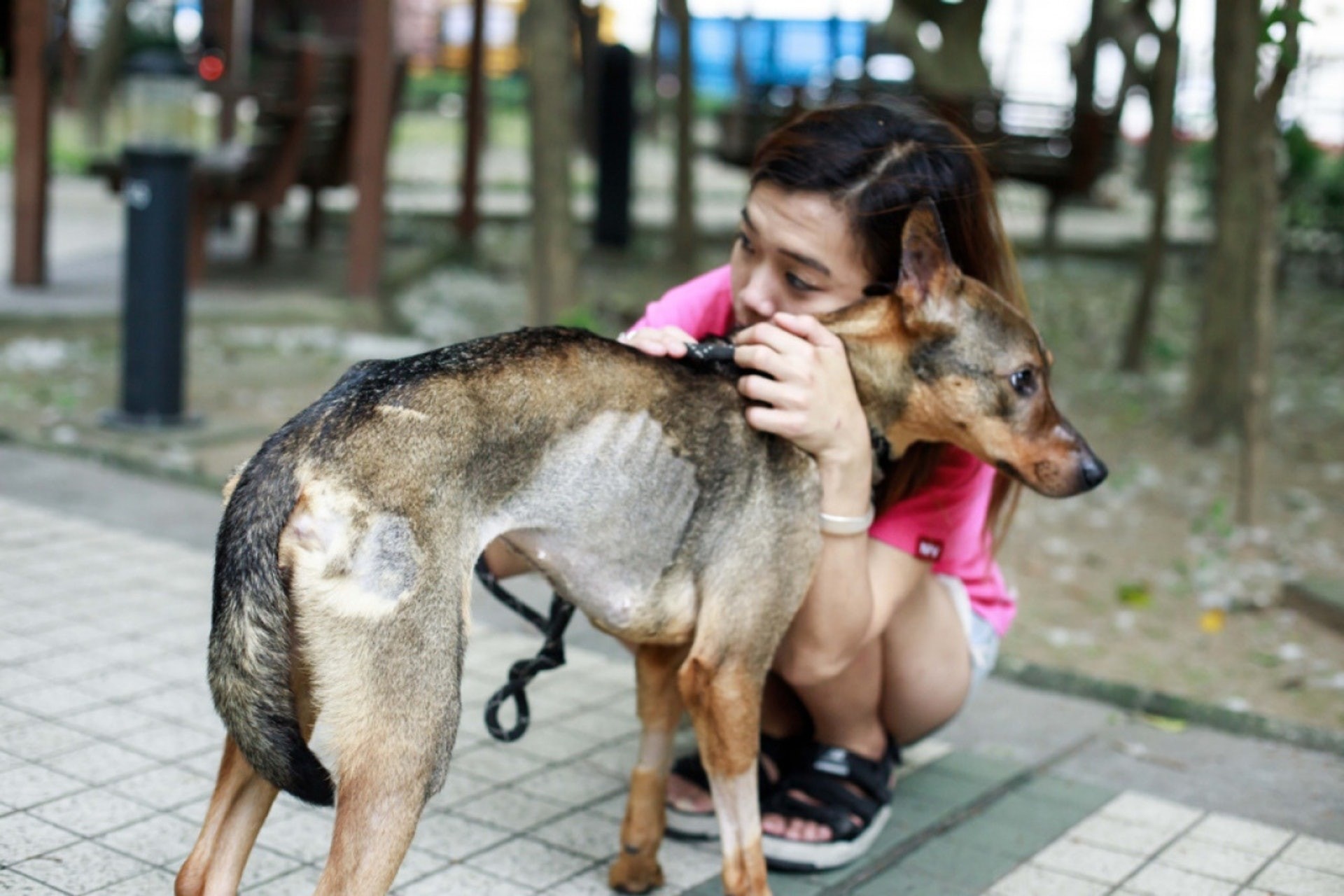 警方其後以懷疑虐待動物事件進行調查,在搜集足夠證據後起訴被告,被告承認有關罪行,但被告以經濟困難為由來解釋當時為何未有及時帶狗隻接受治療,最終被判140小時社會服務令。(資料圖片)