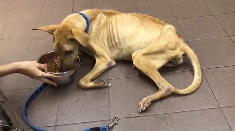 藍藍在去年10月,遭人在屯門發現,當時早已骨瘦如柴。(香港拯救貓狗協會)