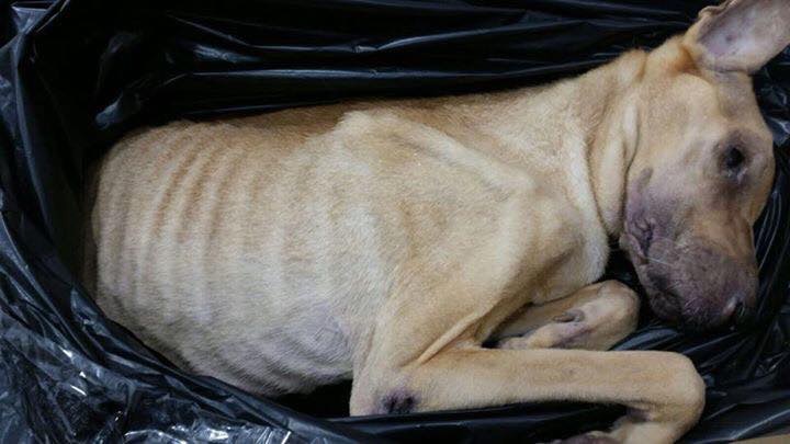 最終狗狗因過度虛弱,不幸離世。(香港拯救貓狗協會)