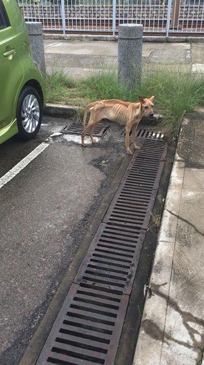 藍藍遭發現昤的情況。(香港拯救貓狗協會)