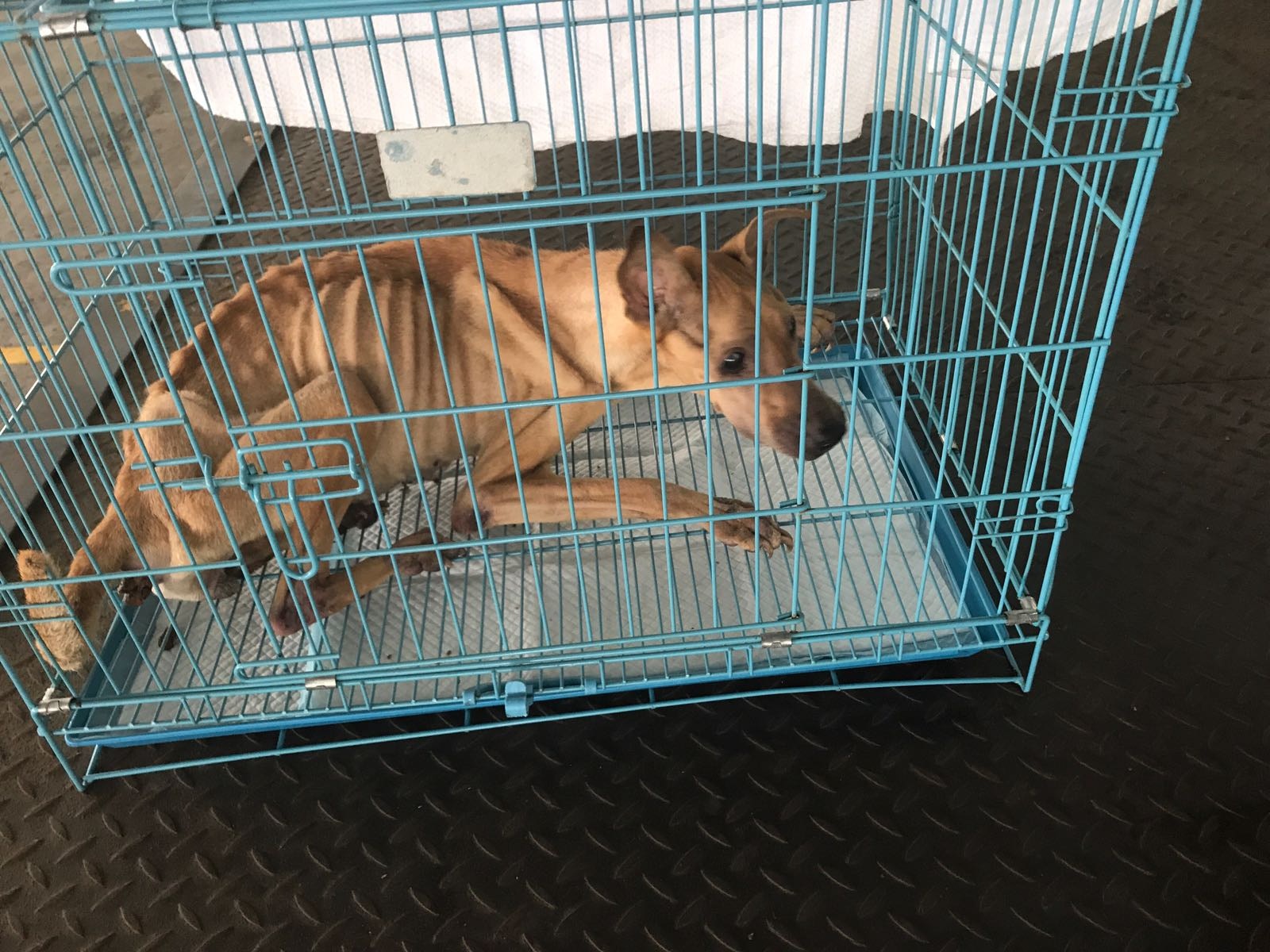 狗狗其後轉交機構搶救。(香港拯救貓狗協會)