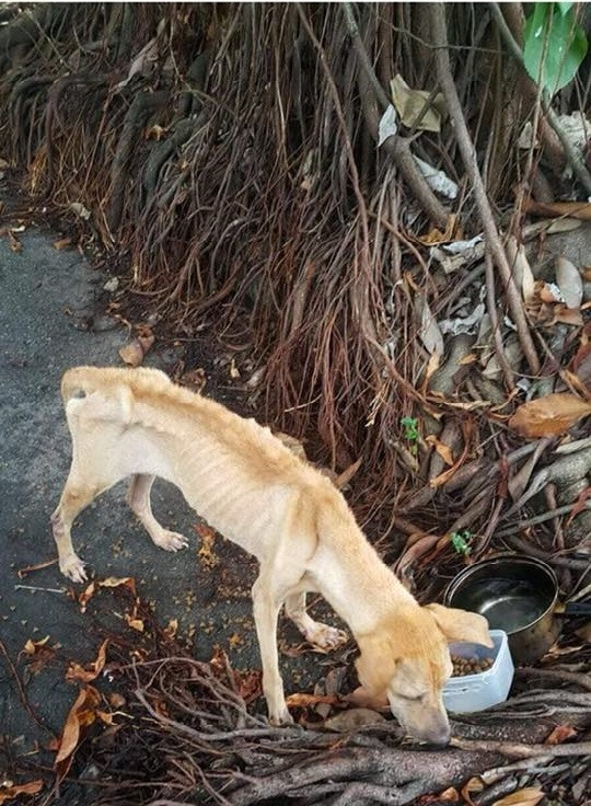 市民指曾見有人駕車到該地後,再將藍藍遺下離去。(網上圖片)