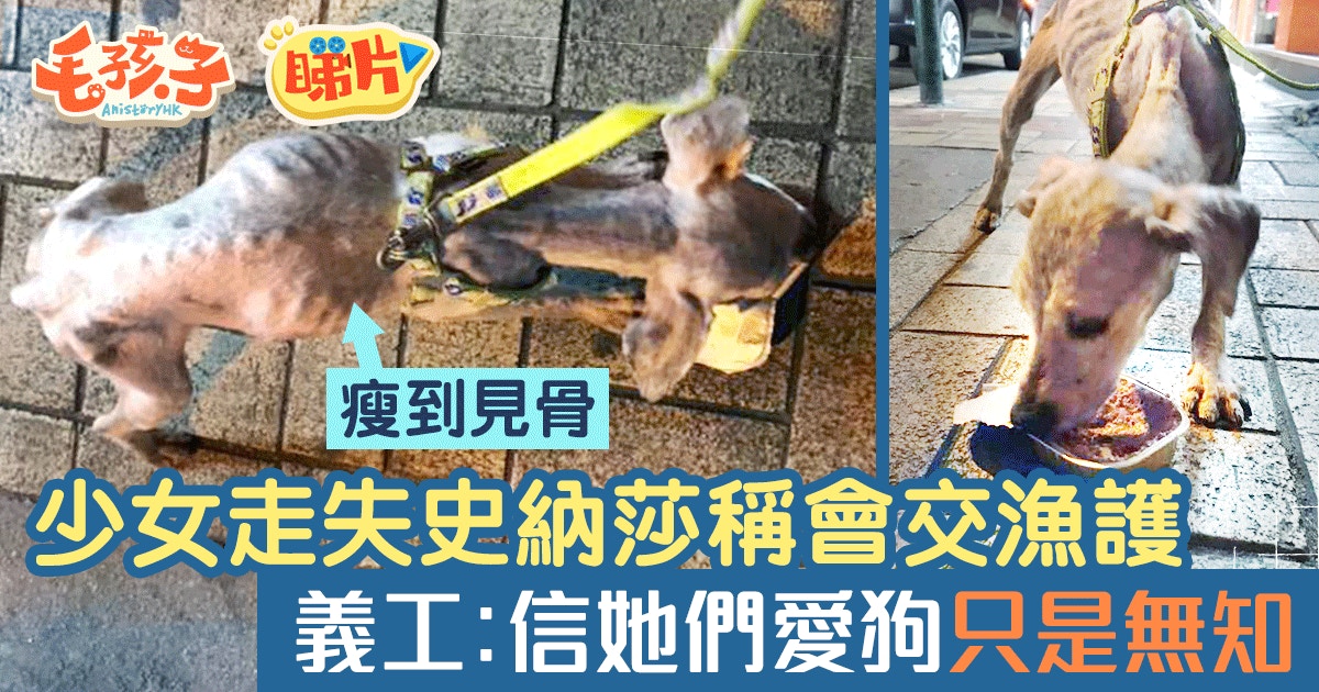 昨晚再發生暴瘦狗被棄養事件。(資料圖片)