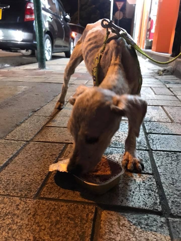 經義工照顧後,兩犬情況穩定。(網上圖片)