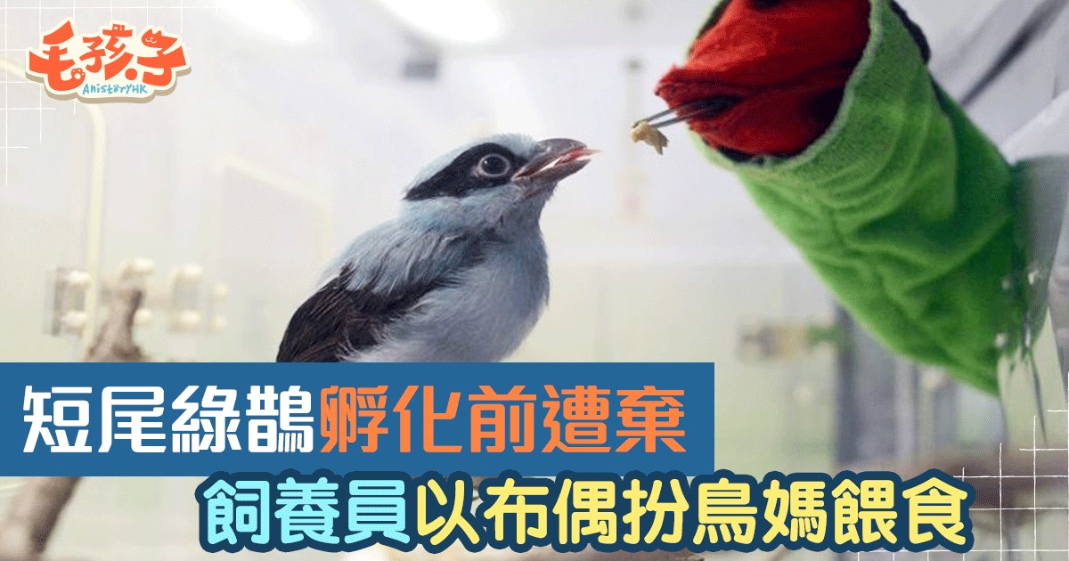 為何要用布偶扮鳥媽餵食雛鳥 飼養員 能確保繁殖最重要