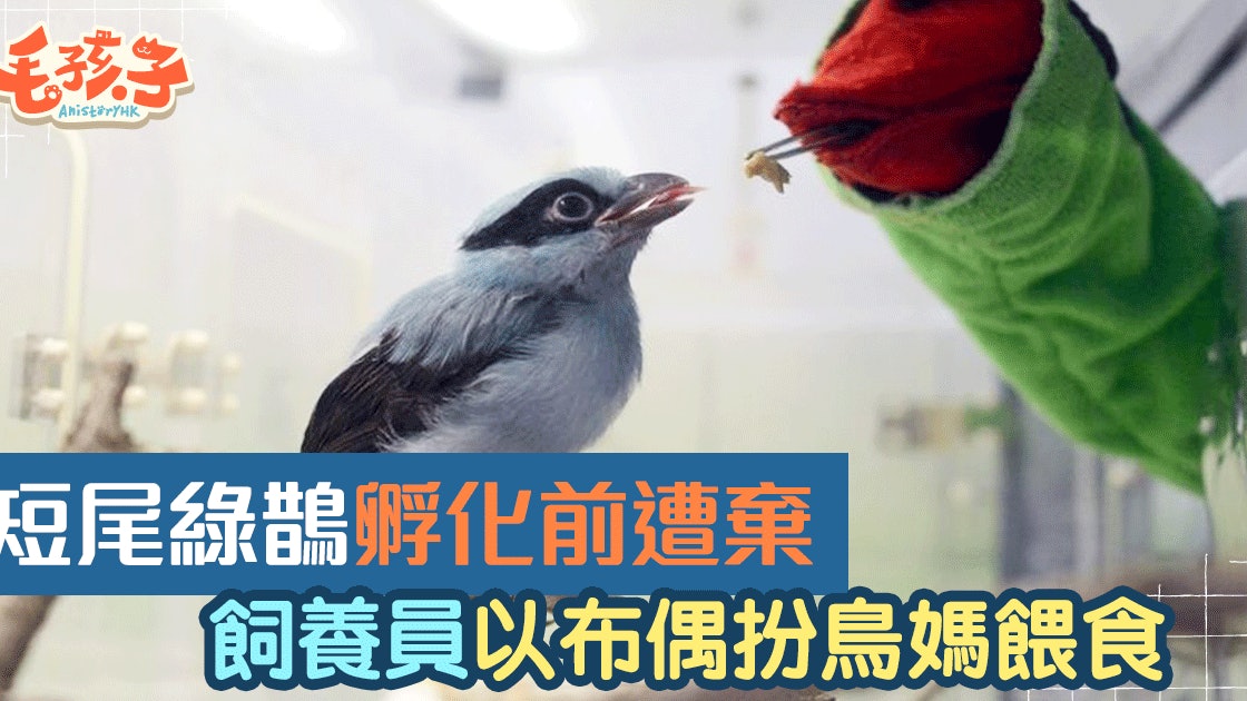 為何要用布偶扮鳥媽餵食雛鳥 飼養員 能確保繁殖最重要 為何要用布偶扮鳥媽餵食雛鳥 飼養員 能確保繁殖最重要