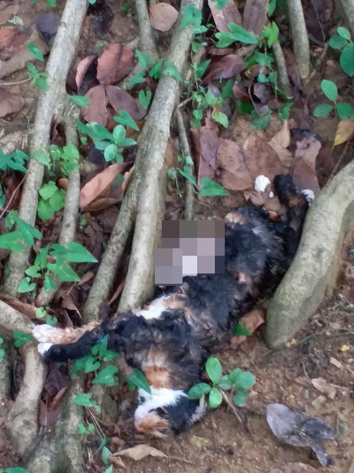 兩隻貓咪陳屍花槽。 (網民提供圖片)