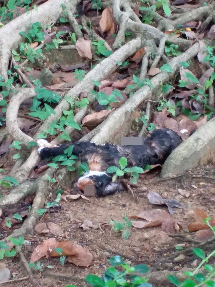 兩隻貓咪陳屍花槽。 (網民提供圖片)